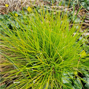 Deschampsia Flexuosa 'Tatra Gold'